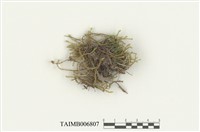 藏品(薄齒苔)的圖片